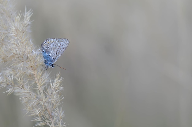 Common blue butterfly on a dry plant in nature close up