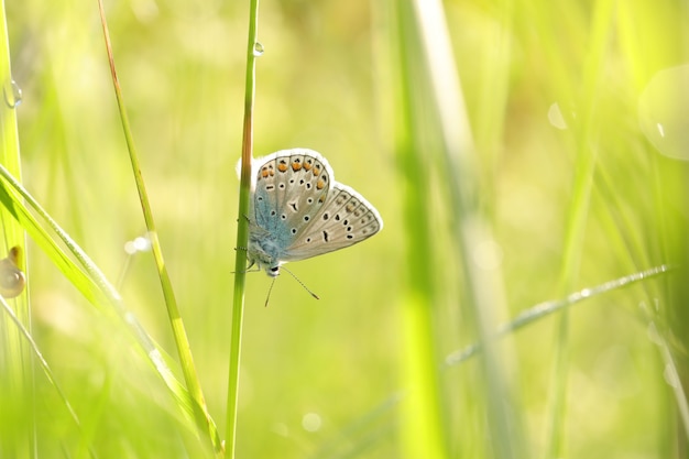 Common Blue Butterfly in the meadow at sunrise