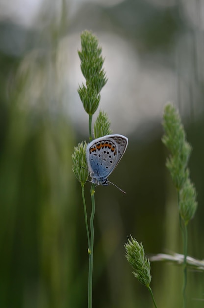 Common blue butterfly in nature close up