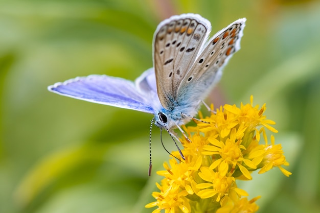 Common blue butterfly (Polyommatus icarus) on yellow wildflower