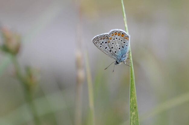 Common blue butterfly small butterfly blue and grey macro