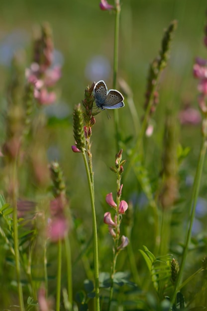 Common blue butterfly in the wild closed wings