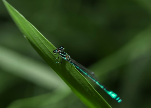 Photo a common blue damselfly enallagma cyathigerum close-up