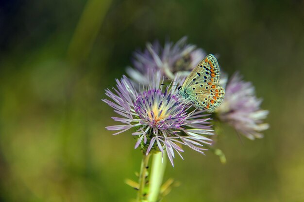 Common Blue Insects Macro Photography