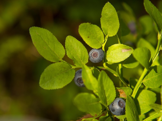 Common blueberry Vaccinium myrtillus Closeup of a blueberry bush with ripe berries in the forest