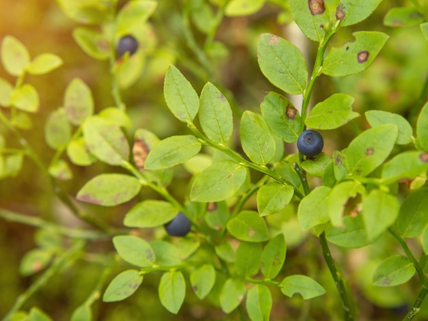 Common blueberry Vaccinium myrtillus Closeup of a blueberry bush with ripe berries in the forest