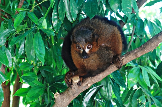 Common brown lemur Eulemur fulvus sitting on branch of tropical tree looking down at Barcelona zoo