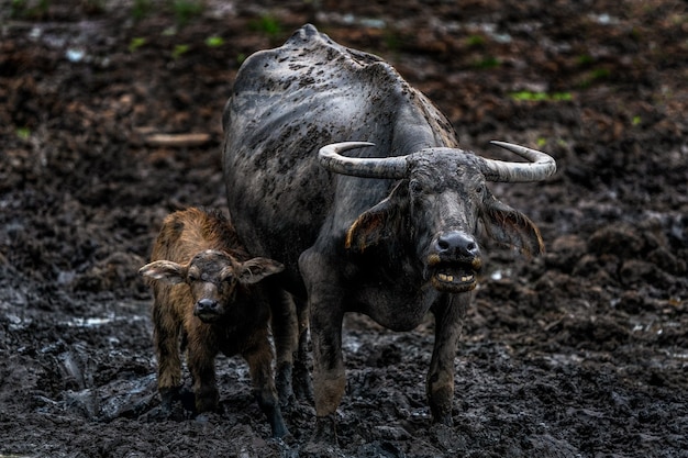 Common Buffalo in rural area Thailand.