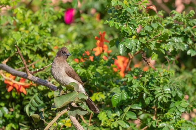 Photo common bulbul pycnonotus barbatus melilla spain