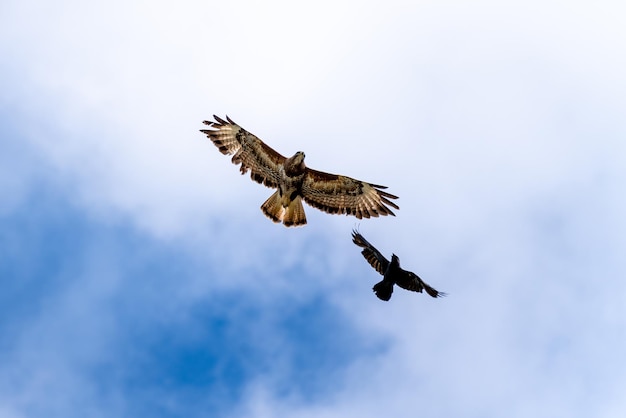 Common Buzzard being attacked by a Jackdaw