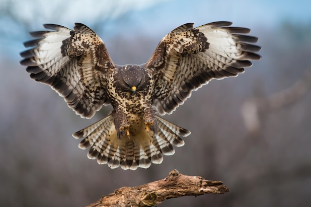 Common buzzard landing on branch in wintertime forest