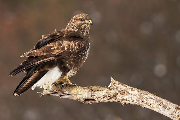 Common buzzard perched on the tree branch having a guard