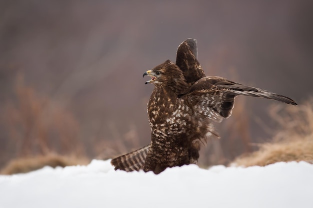 Common buzzard screeching on snow in winter nature