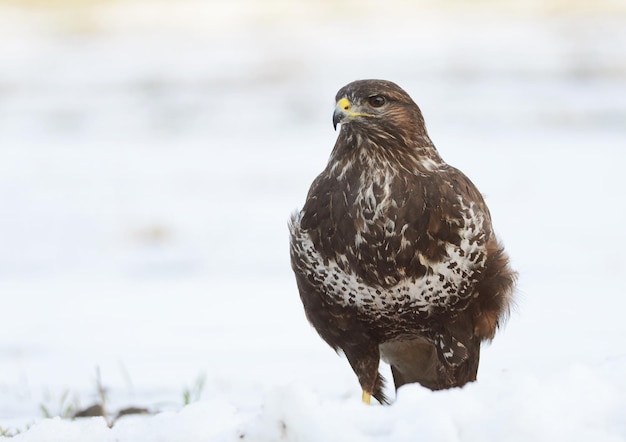 common buzzard sitting on the snow