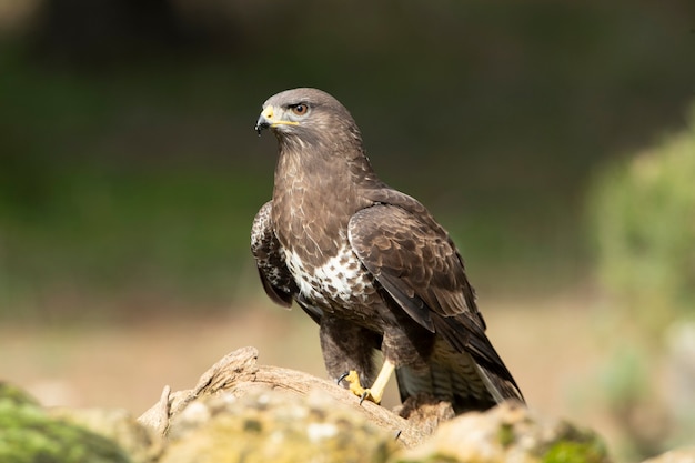 Common buzzard with the first lights of dawn