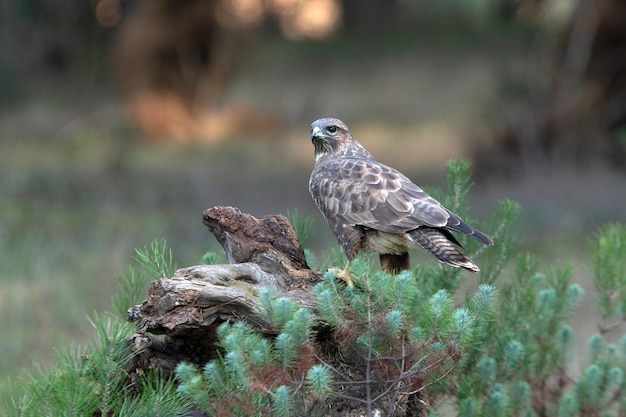 Common buzzard with the last afternoon lights of a winter's day in a pine forest