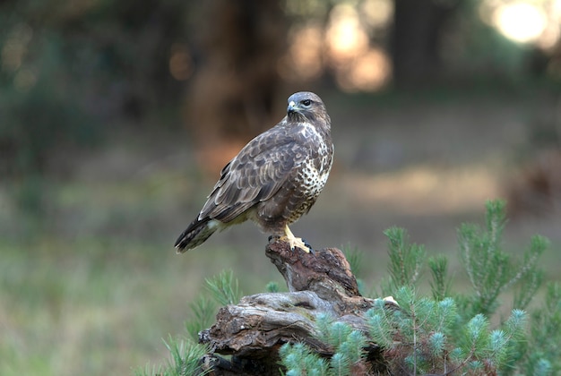 Common buzzard with the last afternoon lights of a winter's day in a pine forest