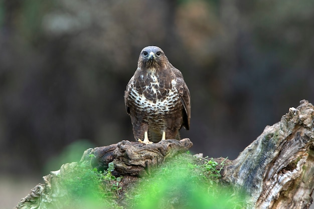 Photo common buzzard with the last afternoon lights of a winter's day in a pine forest