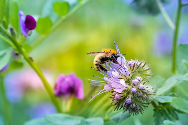 Common carder bee collecting pollen on phacelia