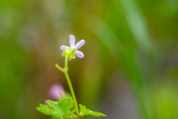 Common Centaury Centaurium erythraea Pink Grassland Flower