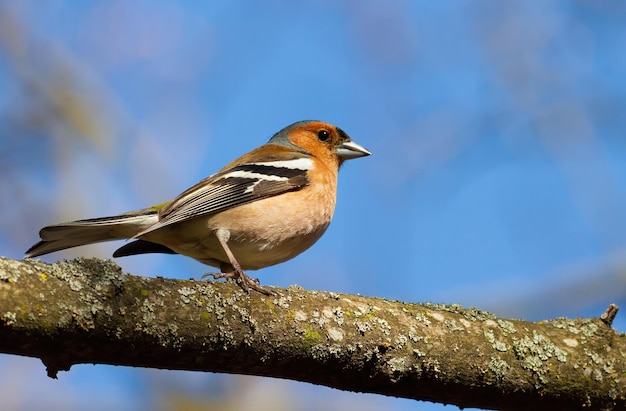 Common chaffinch Fringilla coelebs The male bird sits on a branch and looks away