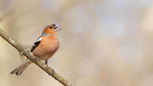 Common chaffinch Fringilla coelebs The male sits on a branch and sings with a beautiful background