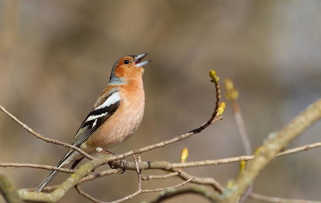 Common chaffinch Fringilla coelebs The male sits on a branch and sings