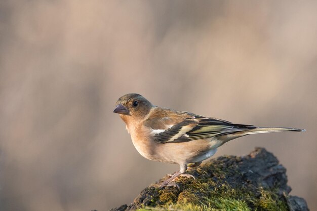 Photo common chaffinch fringilla coelebs in the wild