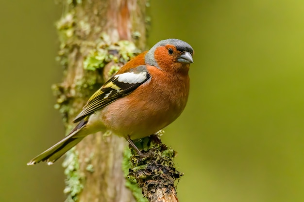 Common chaffinch sitting on a pine branch in the forest