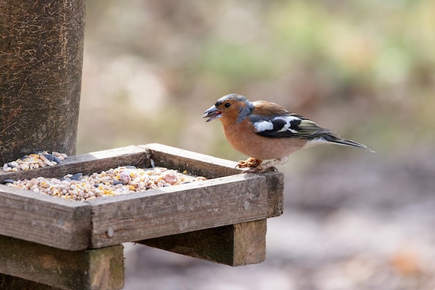 Common Chaffinch taking seed from a wooden bird table