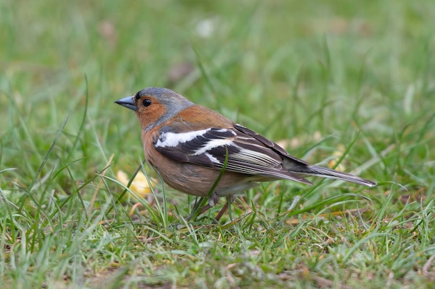 Photo common chaffinchfringilla coelebs wexford ireland