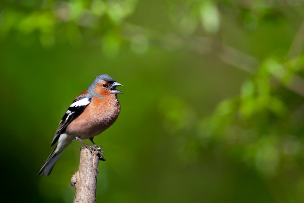 Common chaffinchSongbird of the finch family