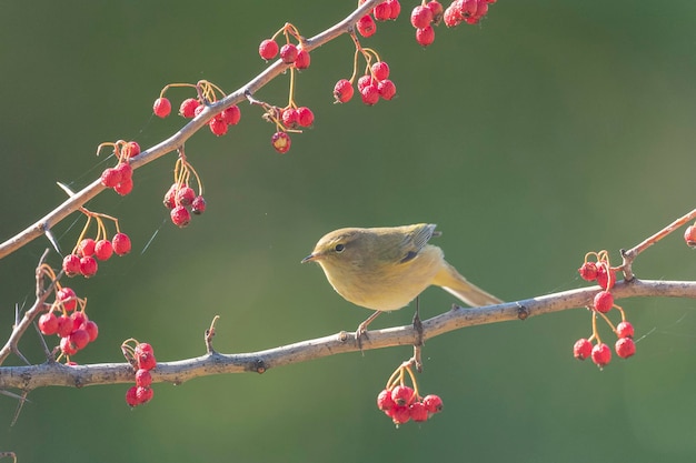 Common chiffchaff (Phylloscopus collybita) Malaga, Spain