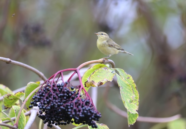 The common chiffchaff (Phylloscopus collybita) in winter plumage, a close-up shot on the branches with black elderberries