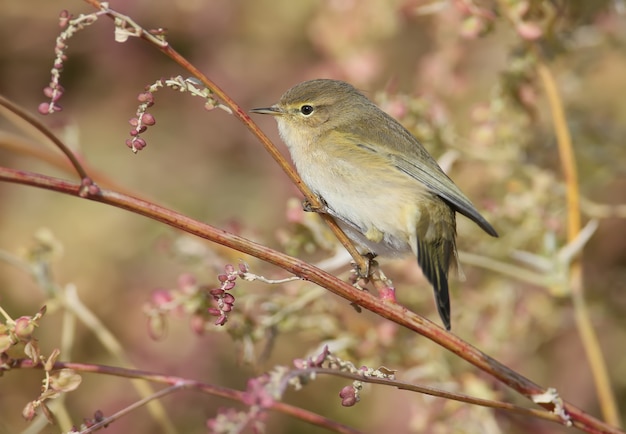 The common chiffchaff in soft evening light. Before sunshine shot.