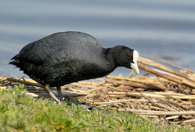 Common coot eat common grass.