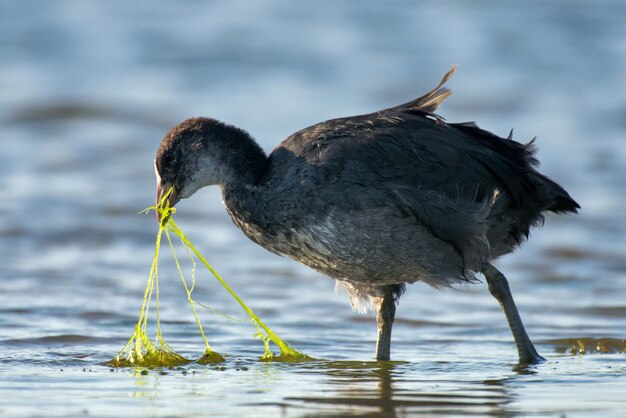 Common coot Fulica atra looking for food in the pond