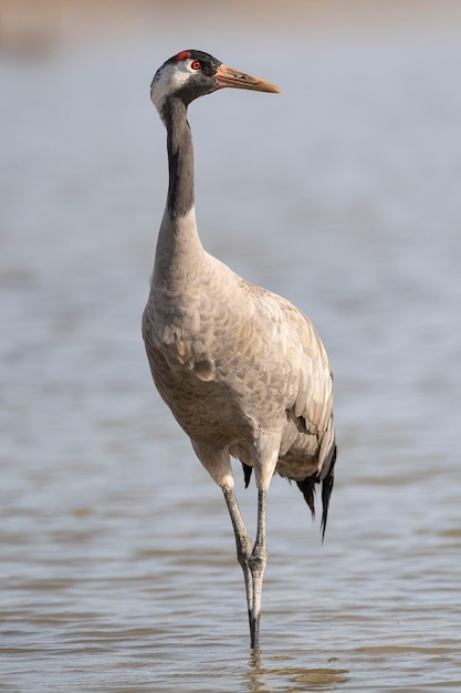 Common crane or Eurasian crane Grus grus Toledo Spain