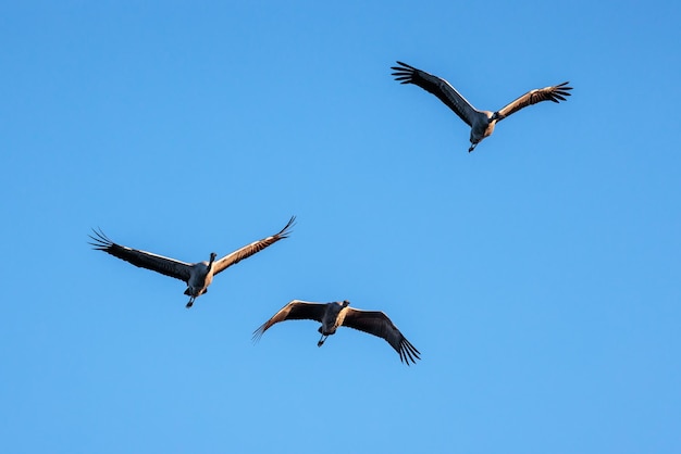 Common crane (Grus grus). Birds in flight.