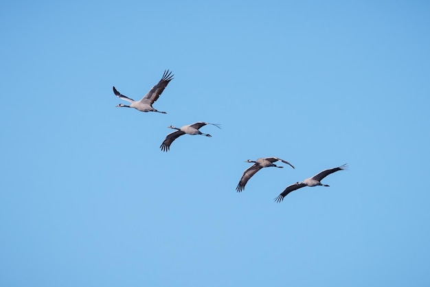 Common crane (Grus grus).