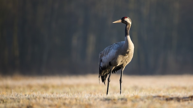 Common crane standing on dry field in autumn nature