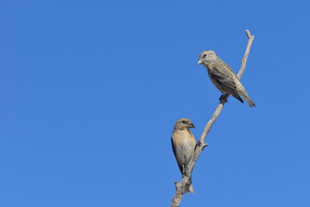 The common crossbill is a species of small passerine bird in the finches family.