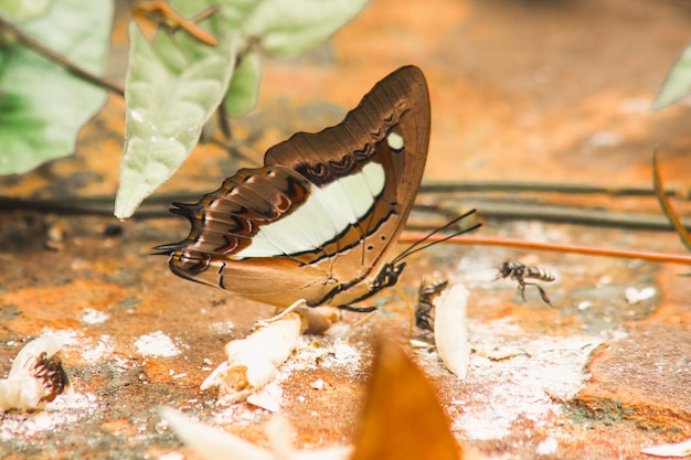 Common Cruiser Family name Family of tasselleg butterflies Nymphalidae on the rocky ground