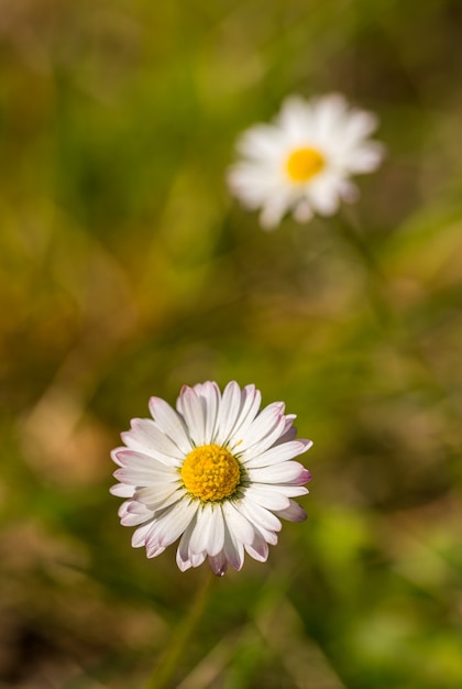 Common daisy, lawn daisy or English daisy (Bellis perennis) flower detail