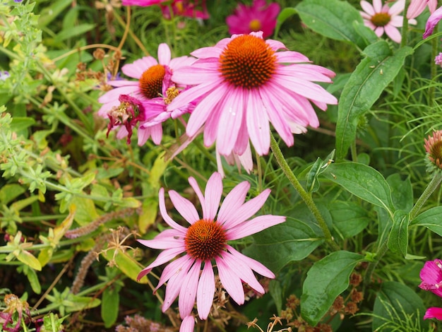 Common daisy plant Bellis perennis pink flower