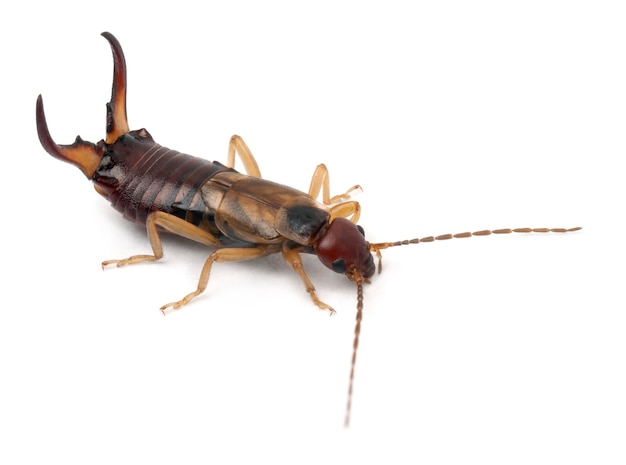 Common earwig or European earwig, Forficula auricularia against white background