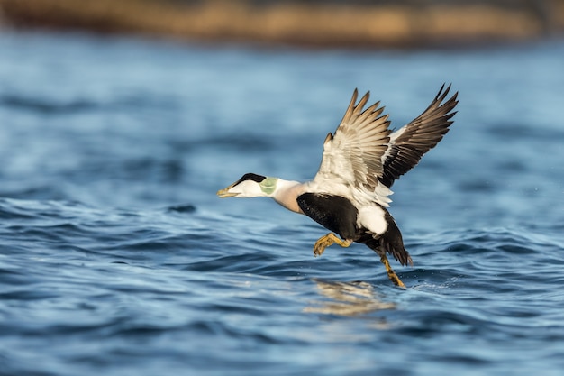 Common Eider male taking off from the blue ocean in winter