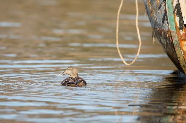 Common Eider swims in the sea water