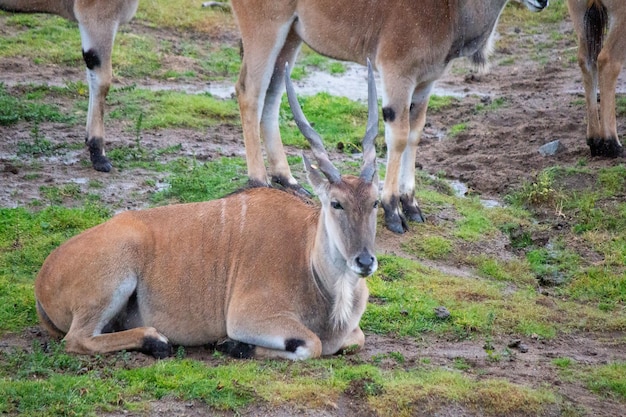 Common eland antelope multiple single close up background africa