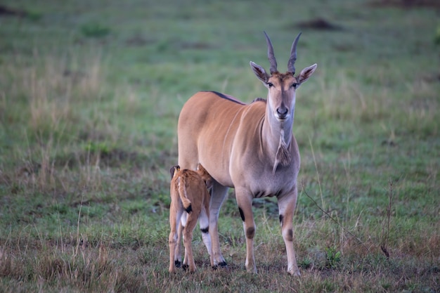 Common eland in the savannah